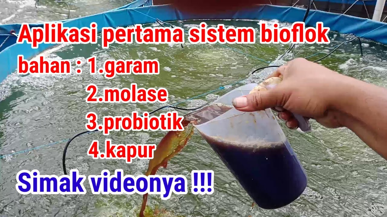 Aplikasi pertama pada kolam bioflok || bahan yang di gunakan agar bisa terbentuk flok