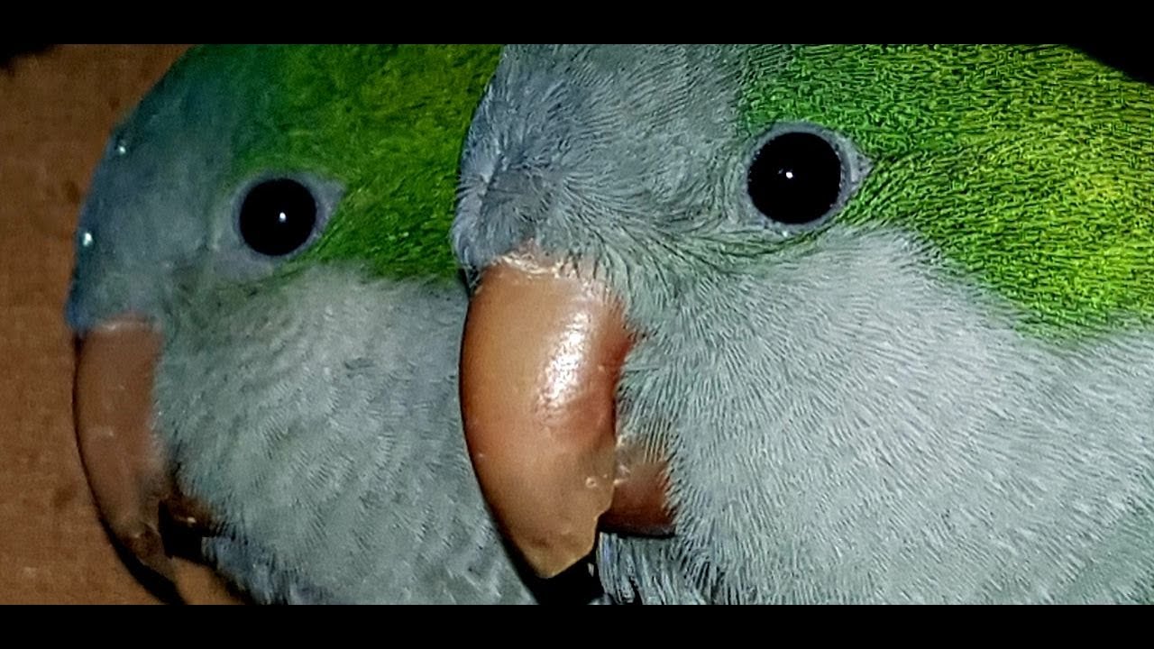 ПОДХОДИТ ЛИ ПОПУГАЙ КВАКЕР В КАЧЕСТВЕ ДОМАШНЕГО ПИТОМЦА?