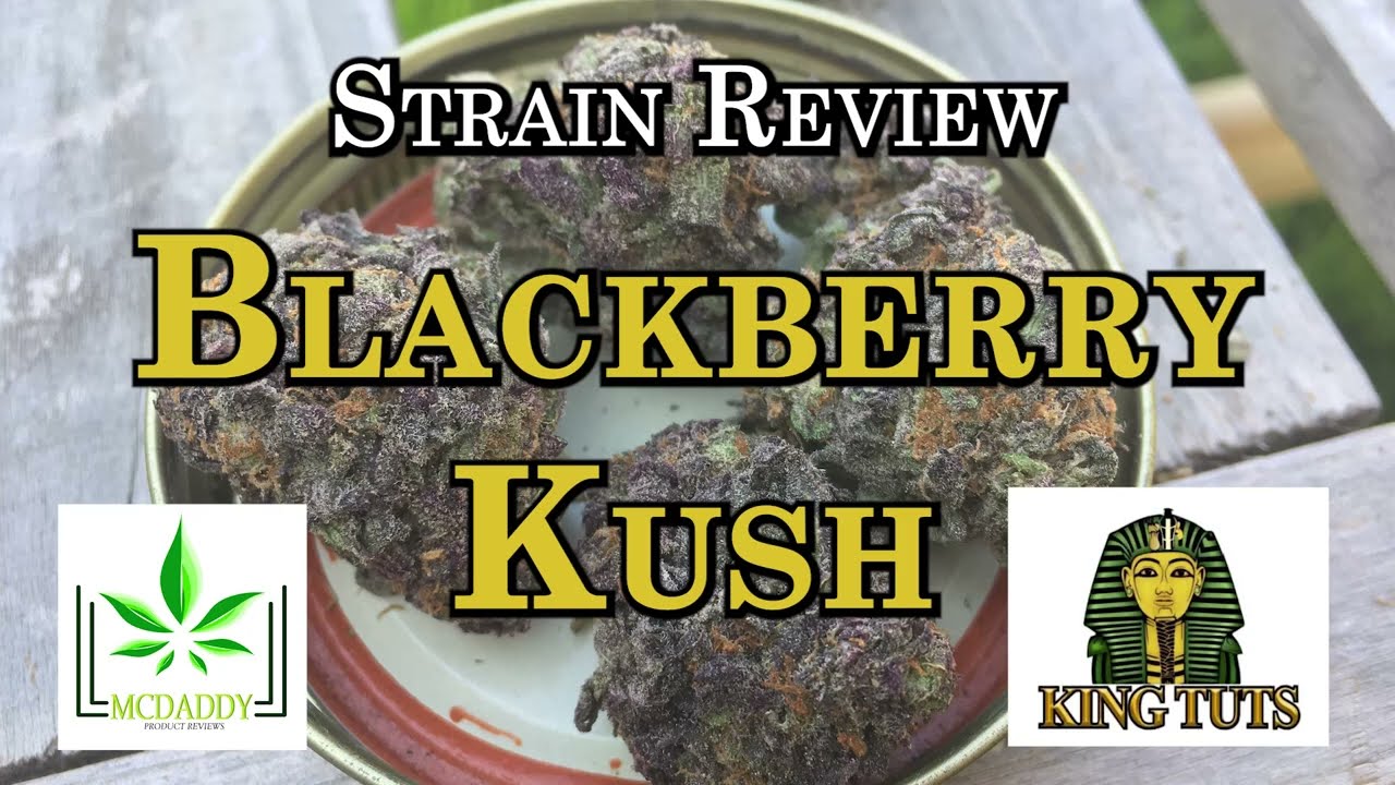 Обзор штамма - Blackberry Kush - King Tuts Cannabis