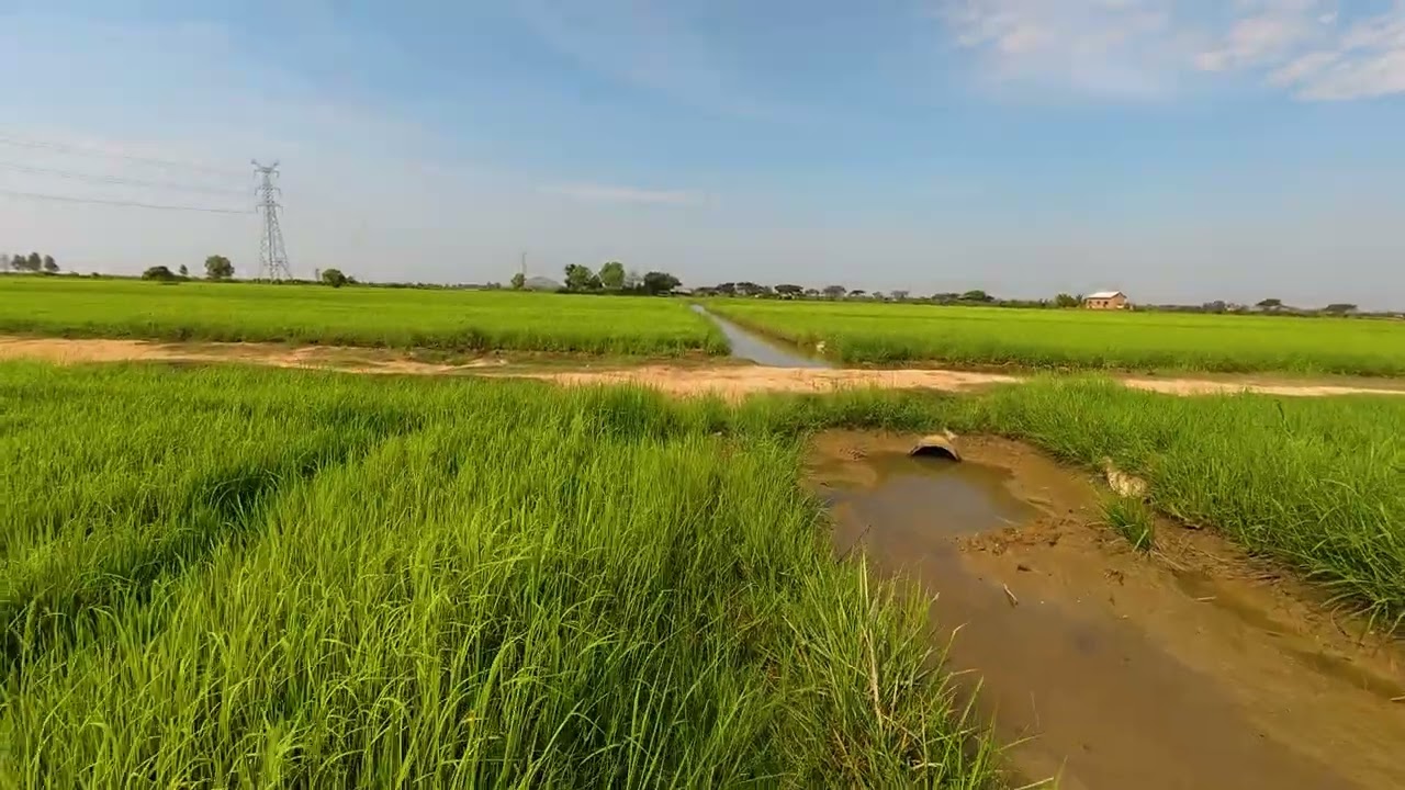 Where the Rice Fields Breathe in Silence