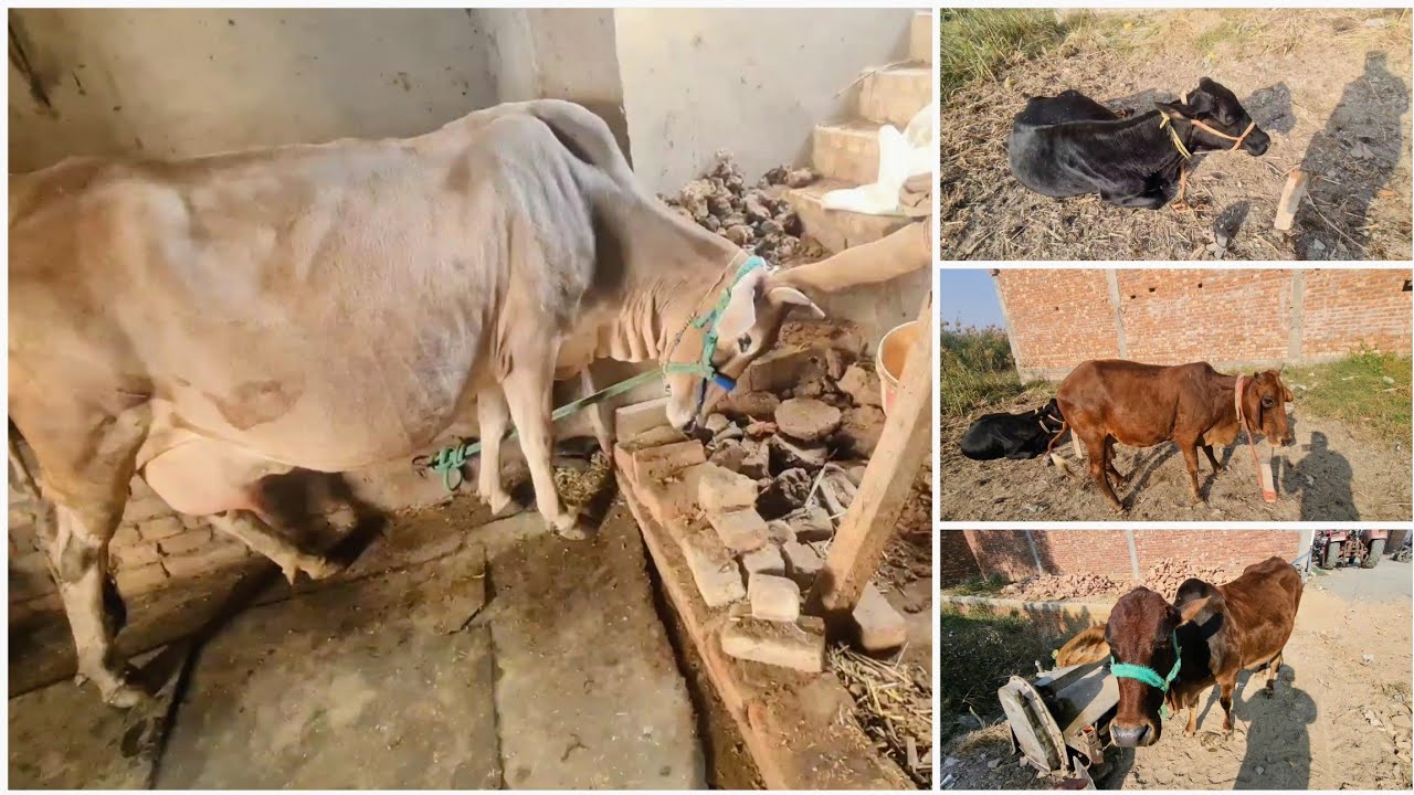 Es Cow Ne Baccha Dene Se Pehle Takkar Marke Ye Sab Tod Diya 😨