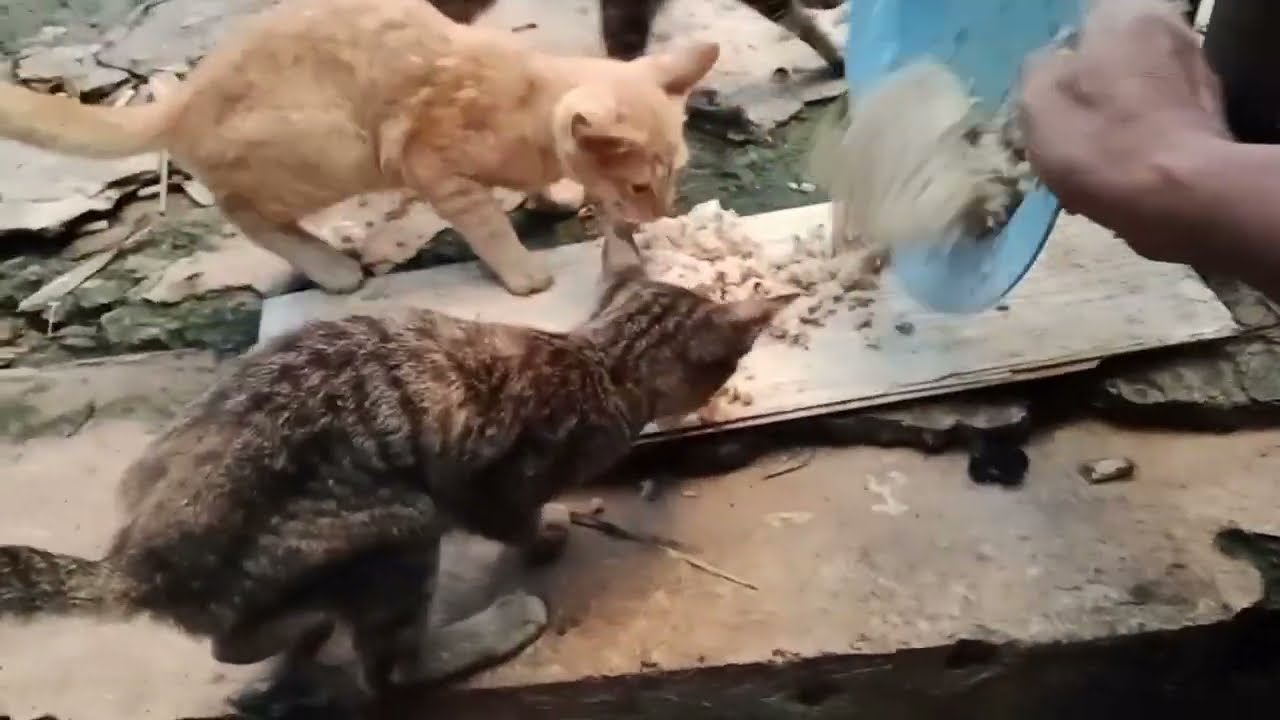 Memberi makan kucing, si munel mau nya sendiri