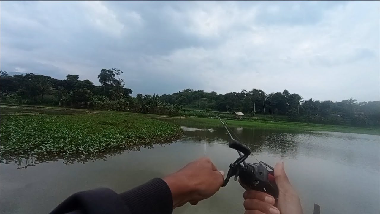 Sambaran gabus babon...!! 