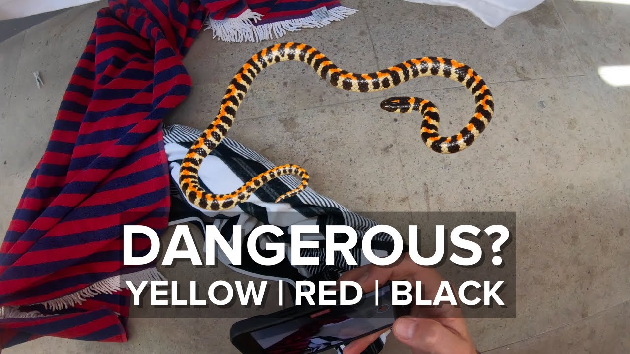 VENOMOUS SNAKE UNDER A BLANKET!