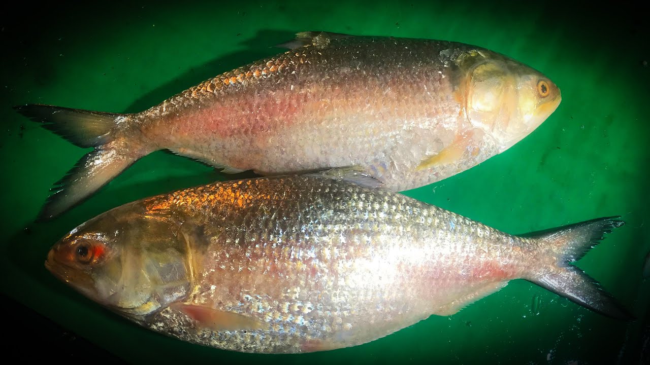 Hilsa ilisha fish cutting skills II Astonishing ilish fish cutting in Bangladesh fish market