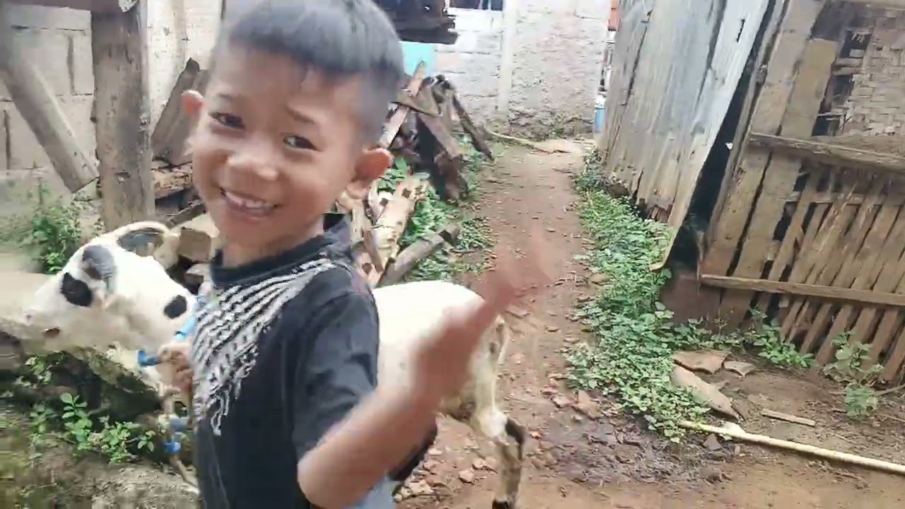 Bocil ngangon domba yg masih bocill 