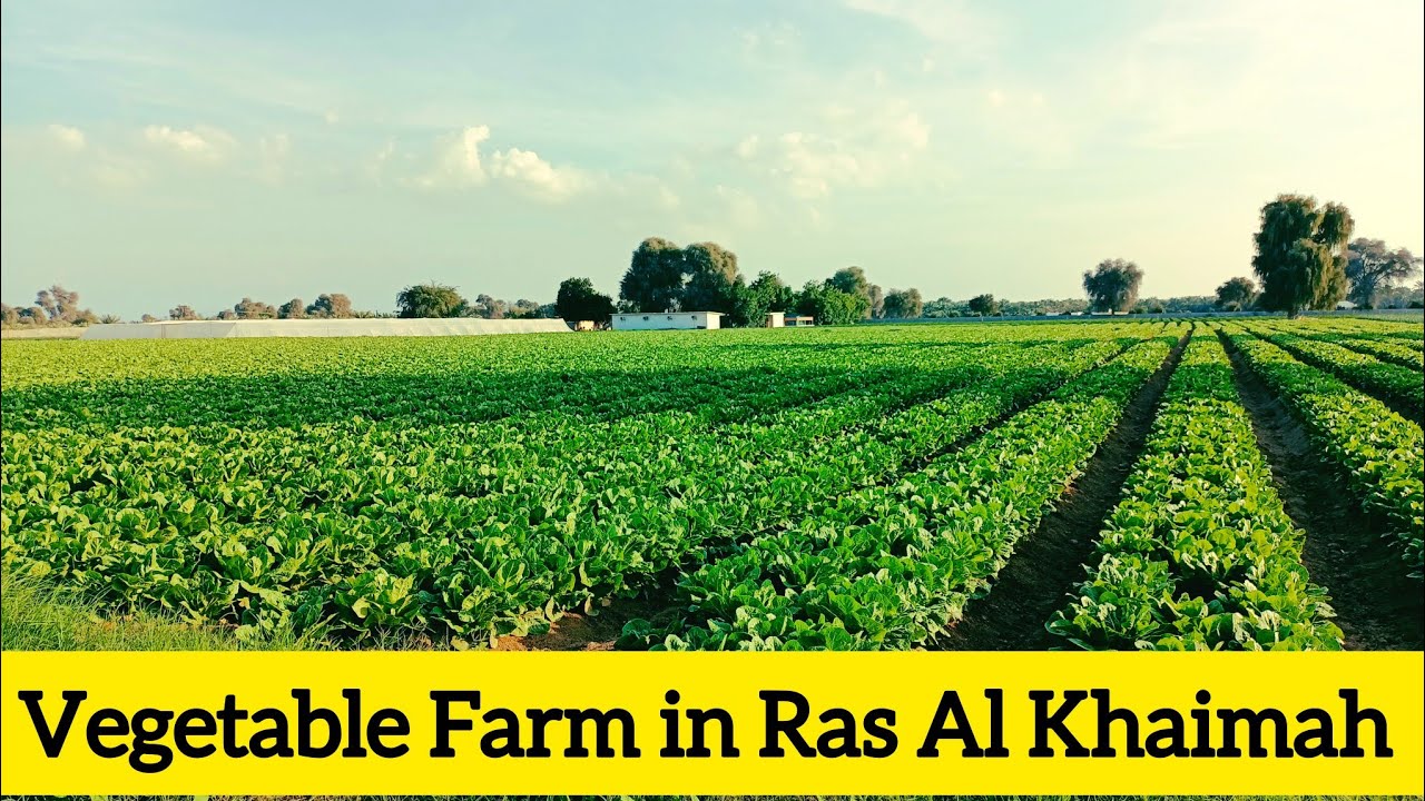 Vegetable Farm in Ras Al Khaimah/An Agricultural Land in Ras Al Khaimah