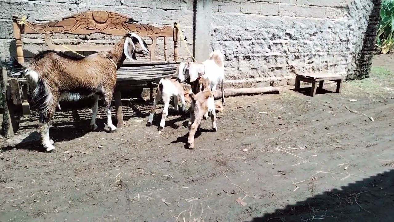 Jemur cempe sama indukan kambing nya jugak biar tambah sehat