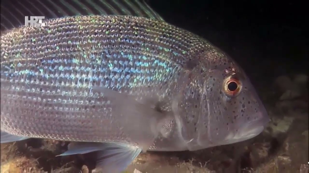 Otok Mljet - dokumentarni film