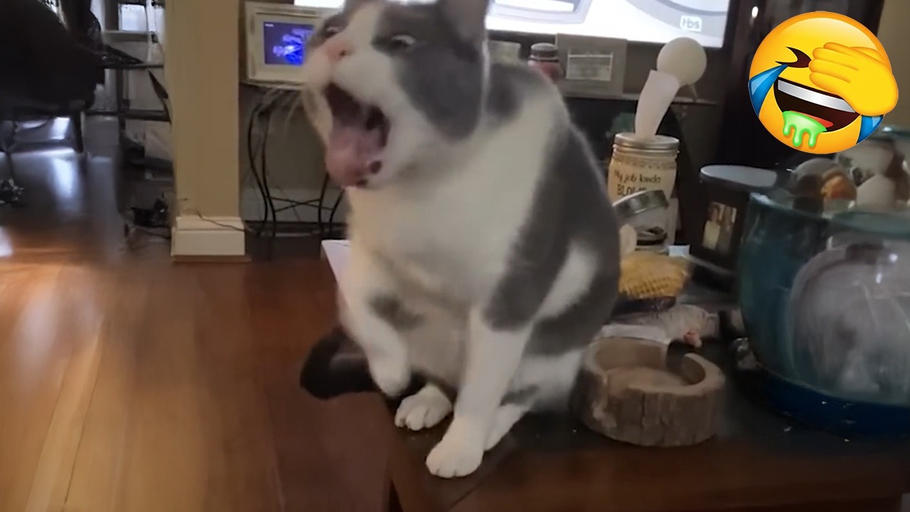 New Funniest Cats Videos 😼Try Not To Laugh😜Daily Serving of Internet Cats Part 23