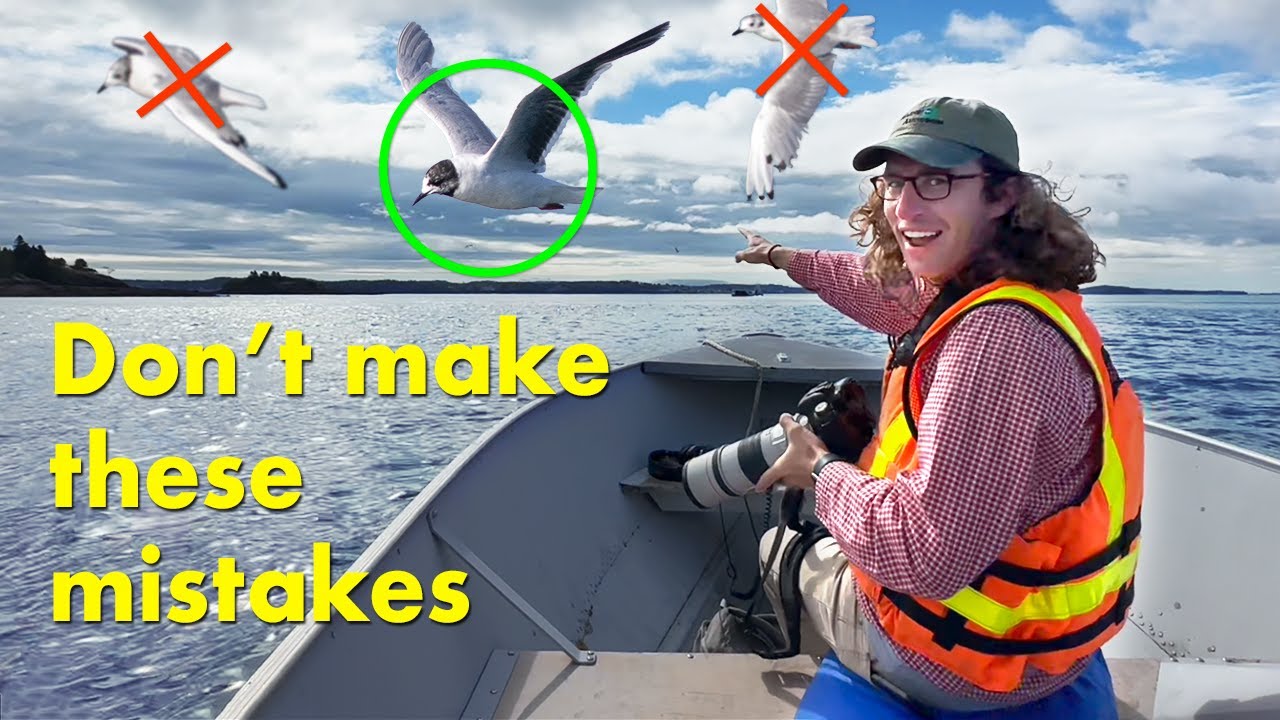 Как найти редких птиц