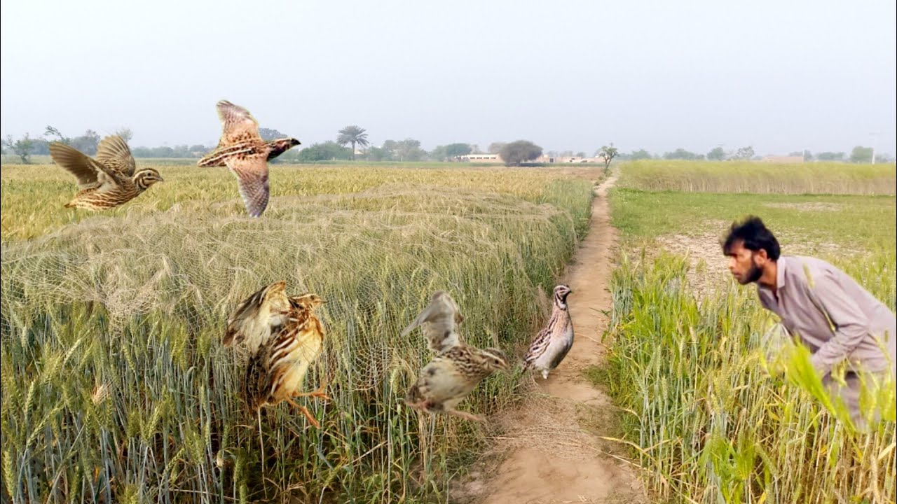 quail hunting trap by sounds | batair ka shikar in pakistan | quail sound for hunting very munda