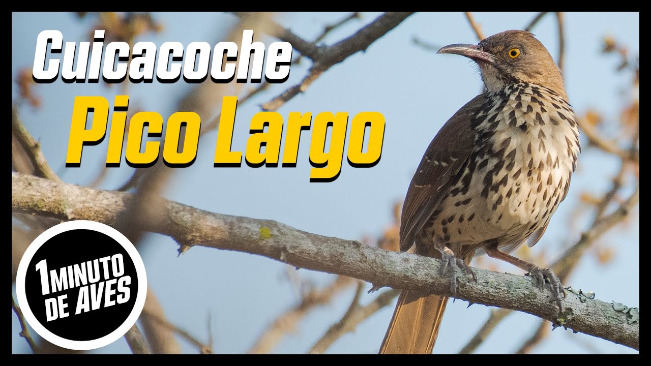 El Cuicacoche de Texas a Veracruz | #unminutodeaves No. 198