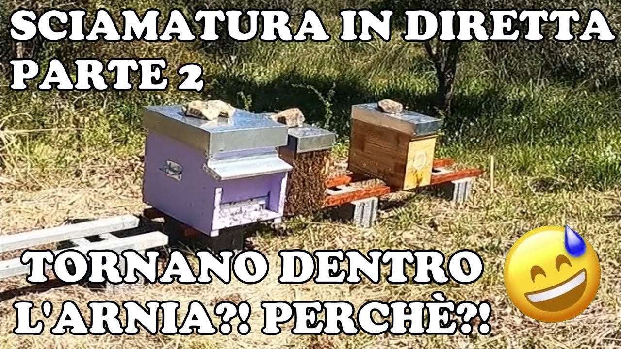 Sciamatura in diretta parte 2 - Lo sciame torna dentro l'arnia?!
