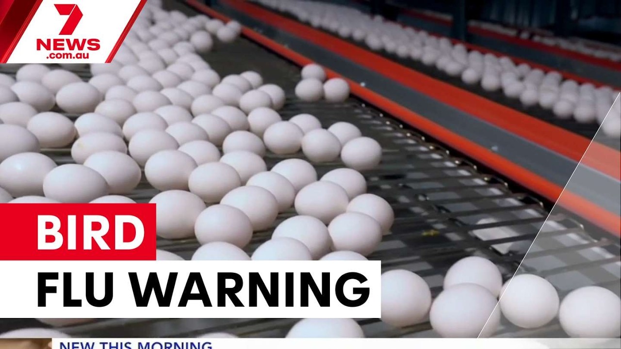 Australia on high alert as bird flu threatens poultry industry | 7NEWS