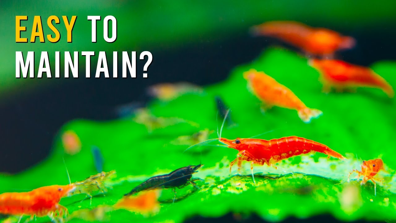 Удивительная причина, почему аквариумы для креветок требуют меньше ухода, чем аквариумы для рыбы!