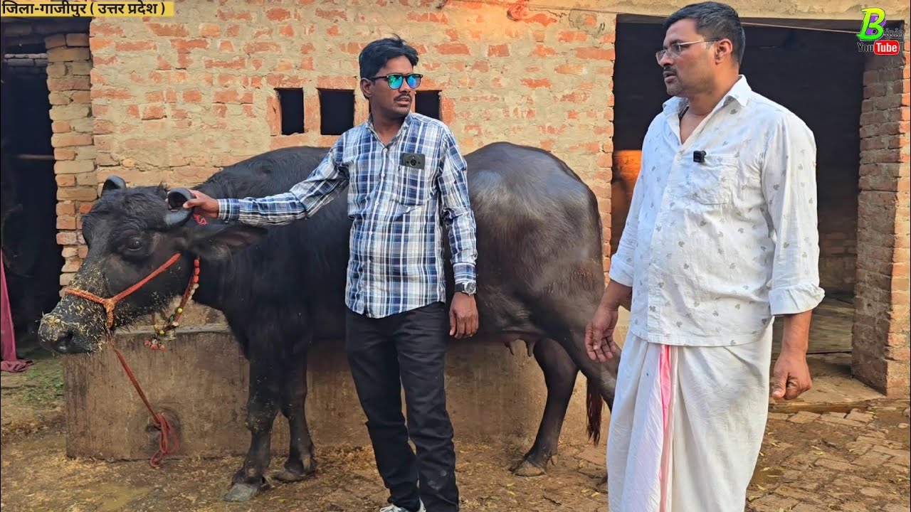 हरियाणा से आई मुर्रा भैंस बिकाऊ है गिरी बाबा के डेयरी फार्म पर गाजीपुर जिला में | Murrah Bhains Farm