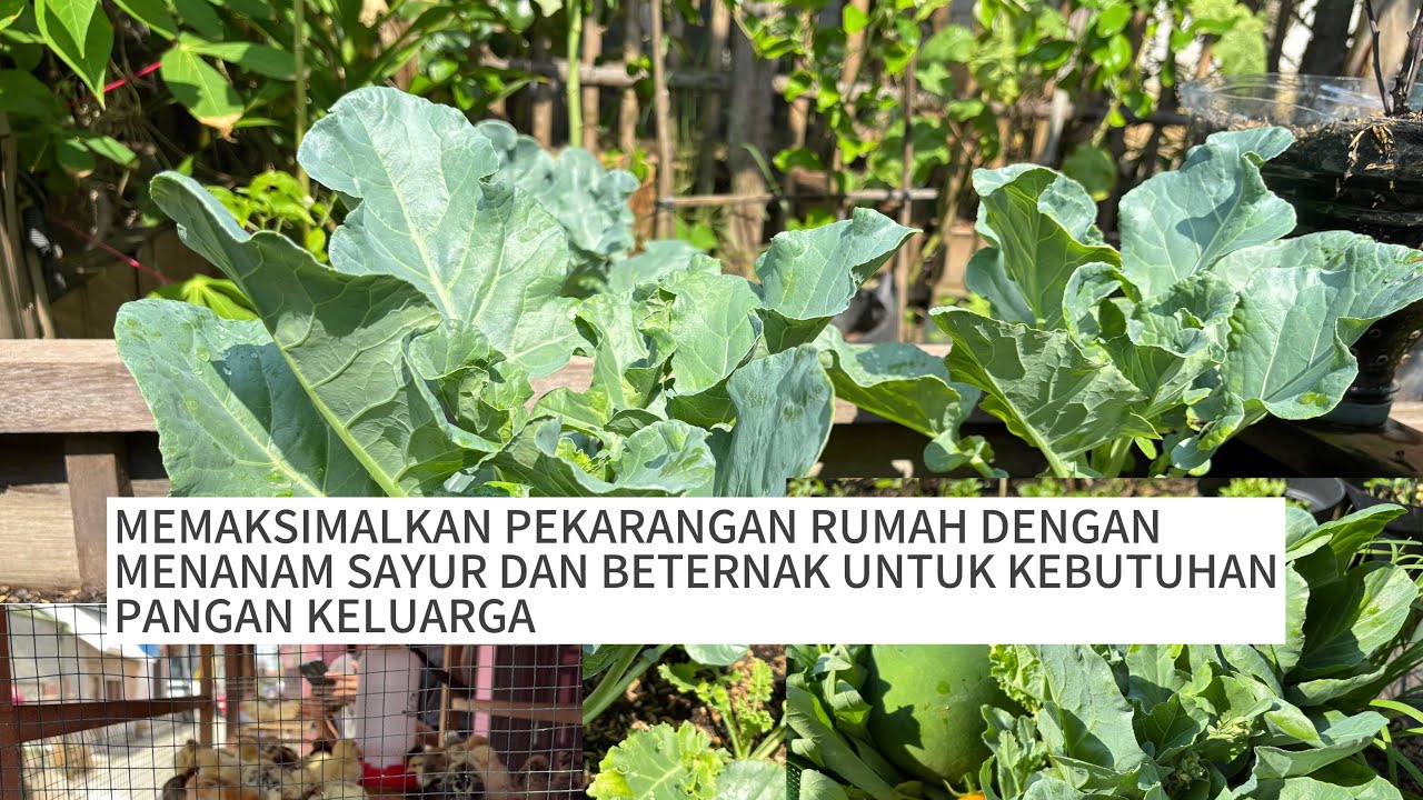 Memaksimalkan halaman rumah untuk berkebun dan beternak / petik sayuran segar setiap hari