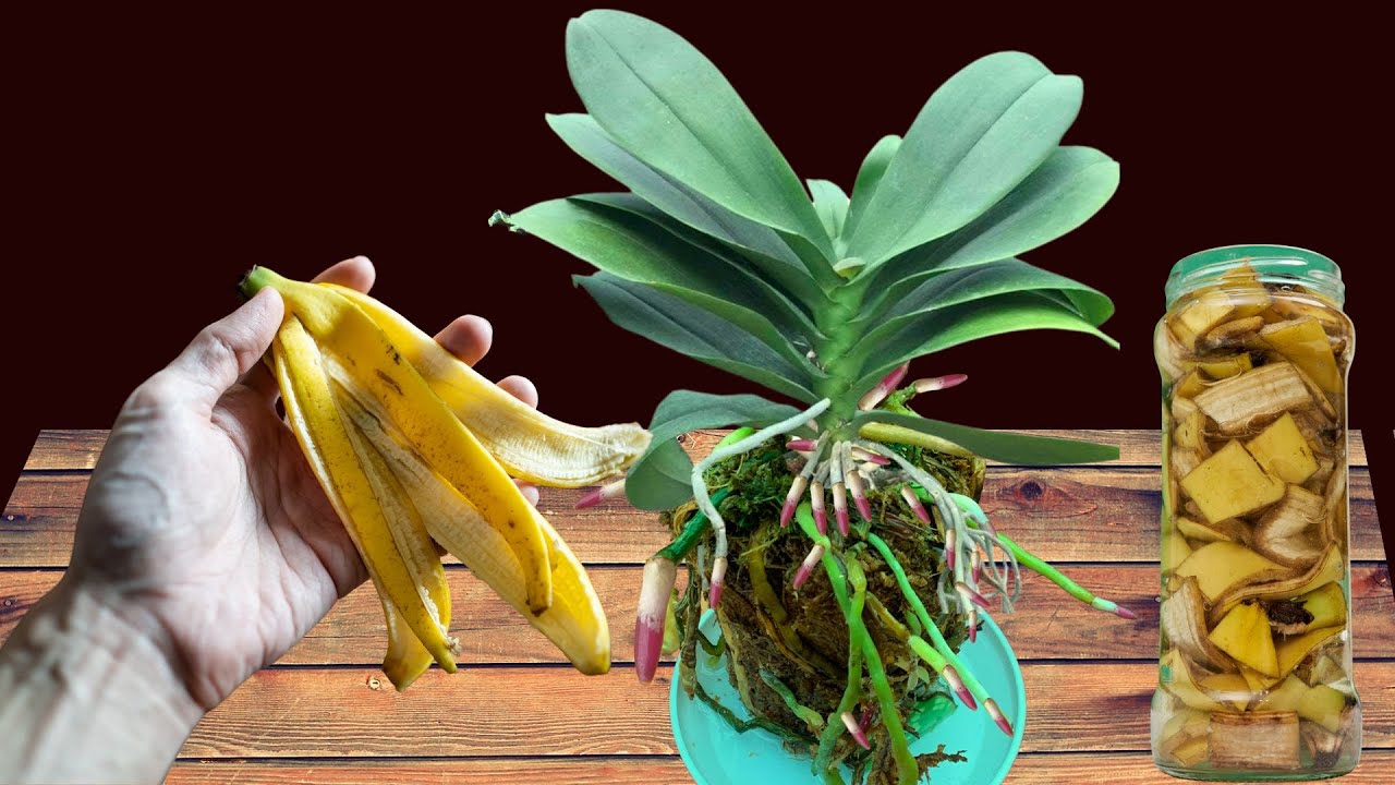 Всего 1 банановая кожура! Внезапно орхидеи цветут как сумасшедшие круглый год.