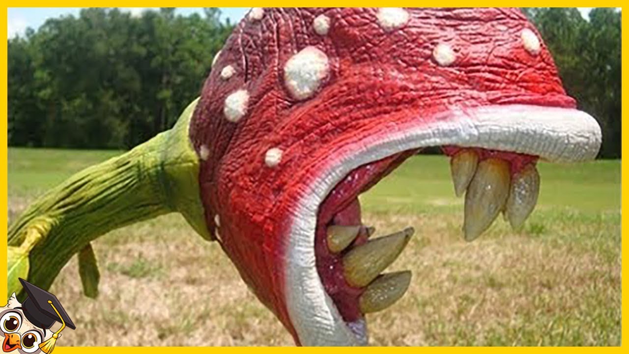 10 Piante Pi&ugrave; Pericolose al Mondo