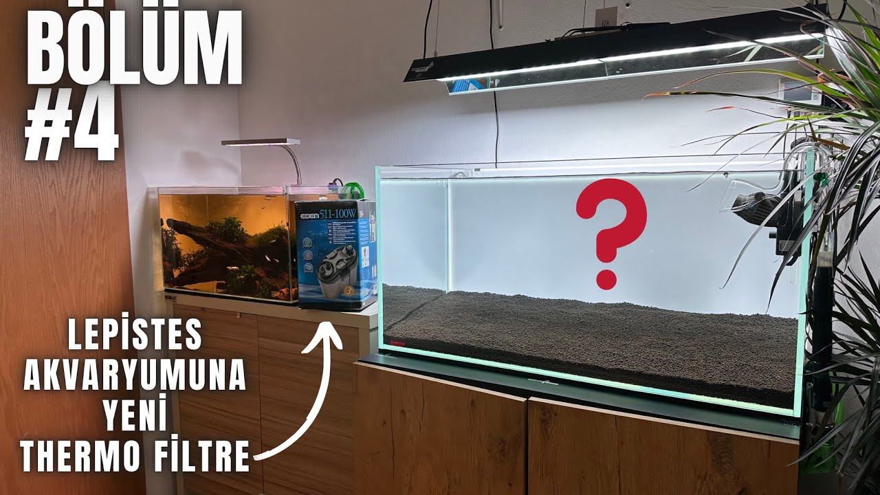 BİTKİLİ LEPİSTES AKVARYUMUNDA DEĞİŞİKLİK ! 