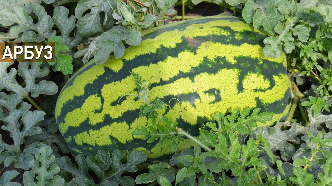 Арбузный бизнес. Выращивание арбузов. Бахча Пономарево