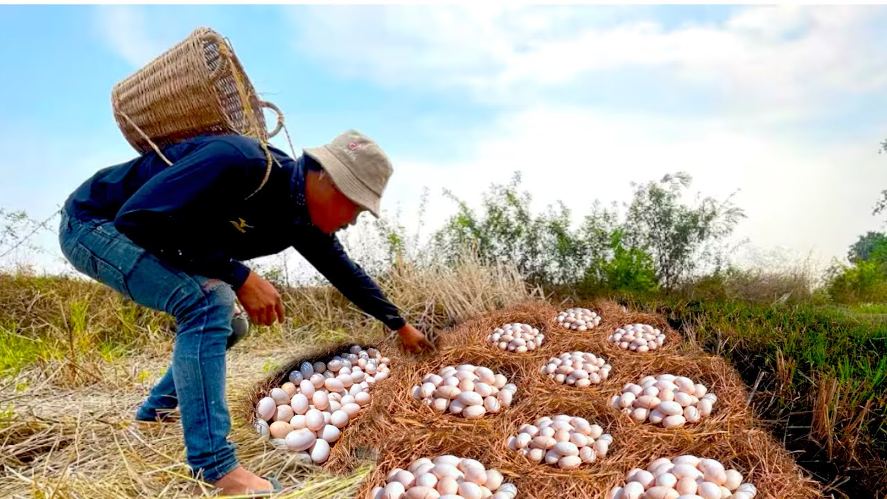 BEST amazing! a farmer skills pick up a lot of duck eggs under the straw near the village
