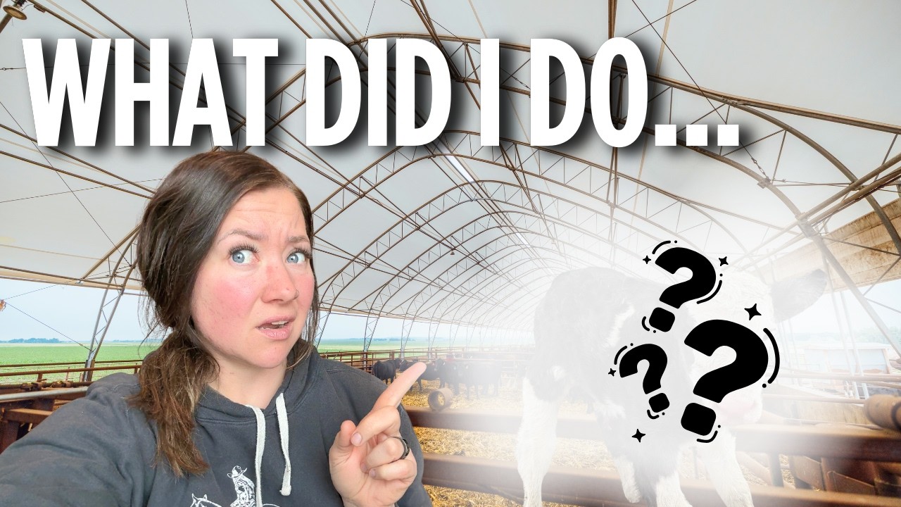 I messed up... this calf is WEIRD.