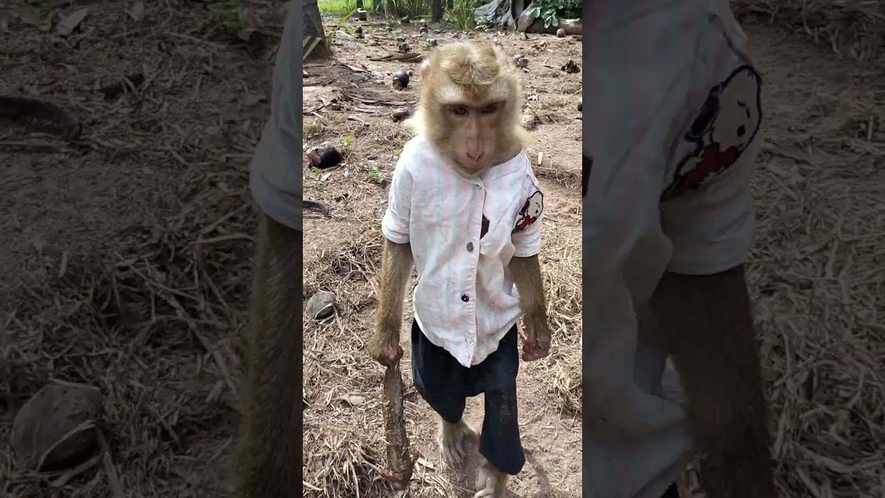 Smart SokYaa Carrying Fish Back Home 