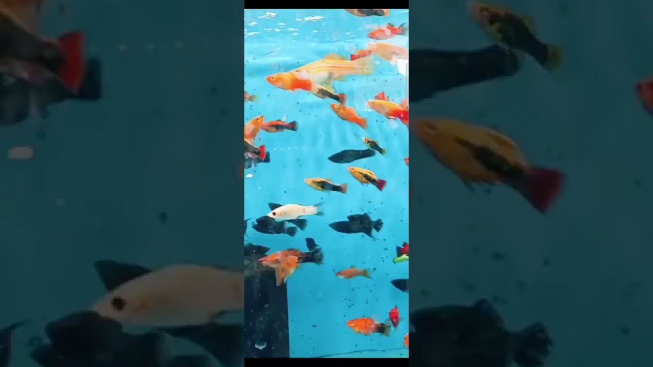 Colorful fish in Sukaina Aquarium 
