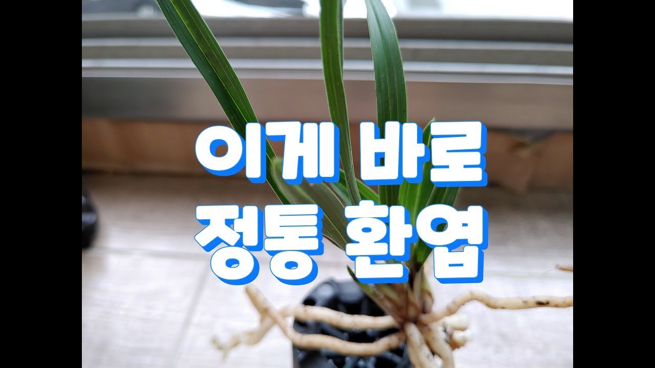 잎만 봐도 배부른 환엽