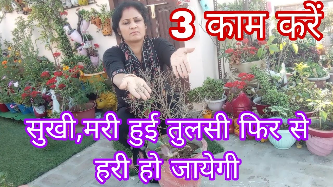 सुखी मरी हुई तुलसी हरी हो जायेगी बस 3 काम करें,तुलसी की सुखी टहनियों को कूड़े में मत फेके