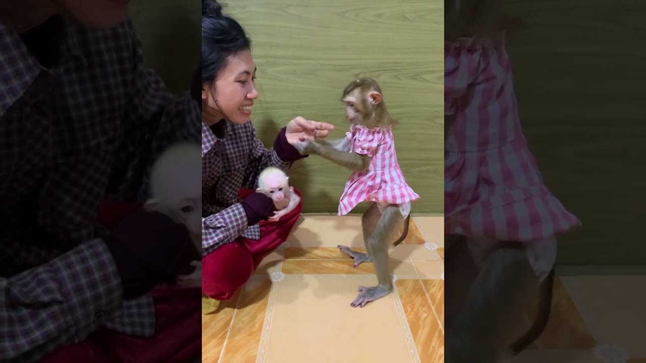 Baby Monkey Becomes Big Sister | Adorable Newborn Monkey Care Moment