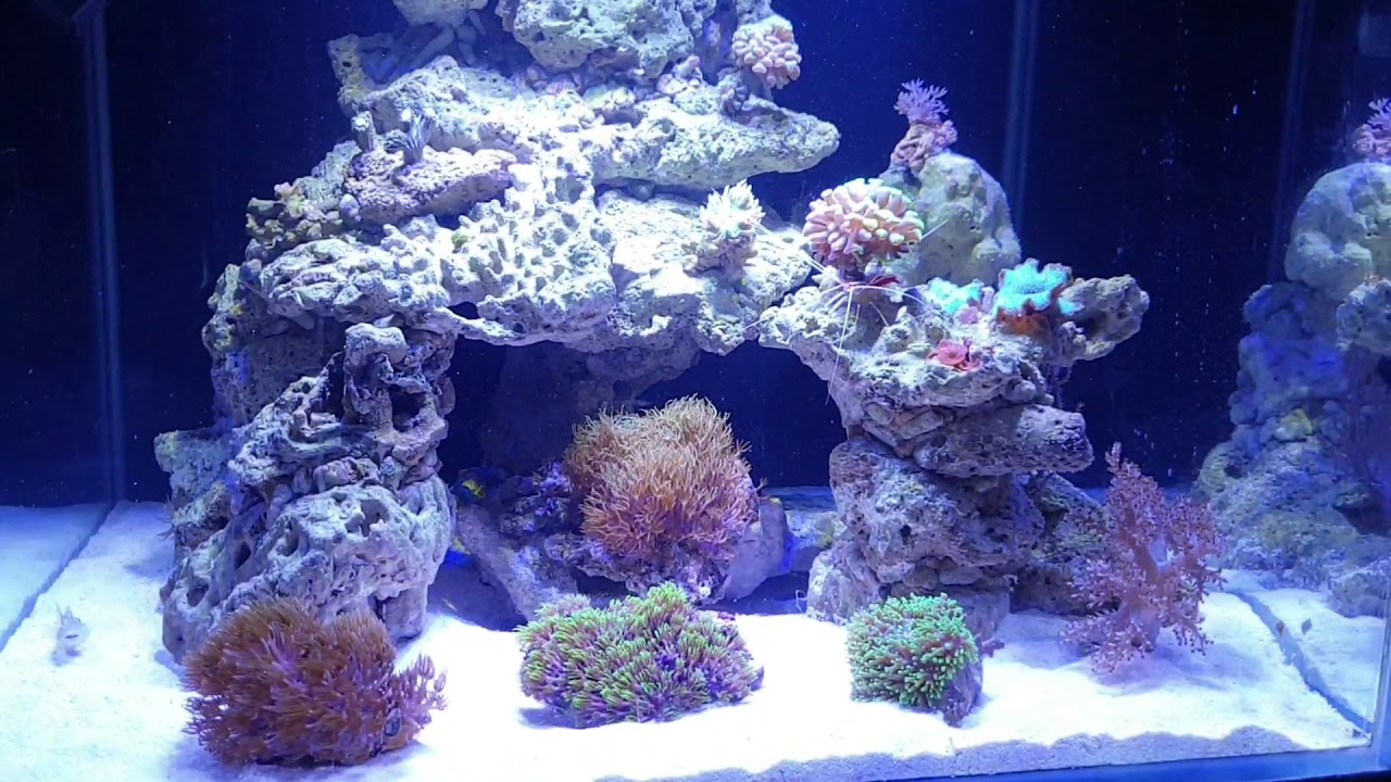 Akwarium morskie początkujących cz.5 jakie testy na poczatek? Jaki później?