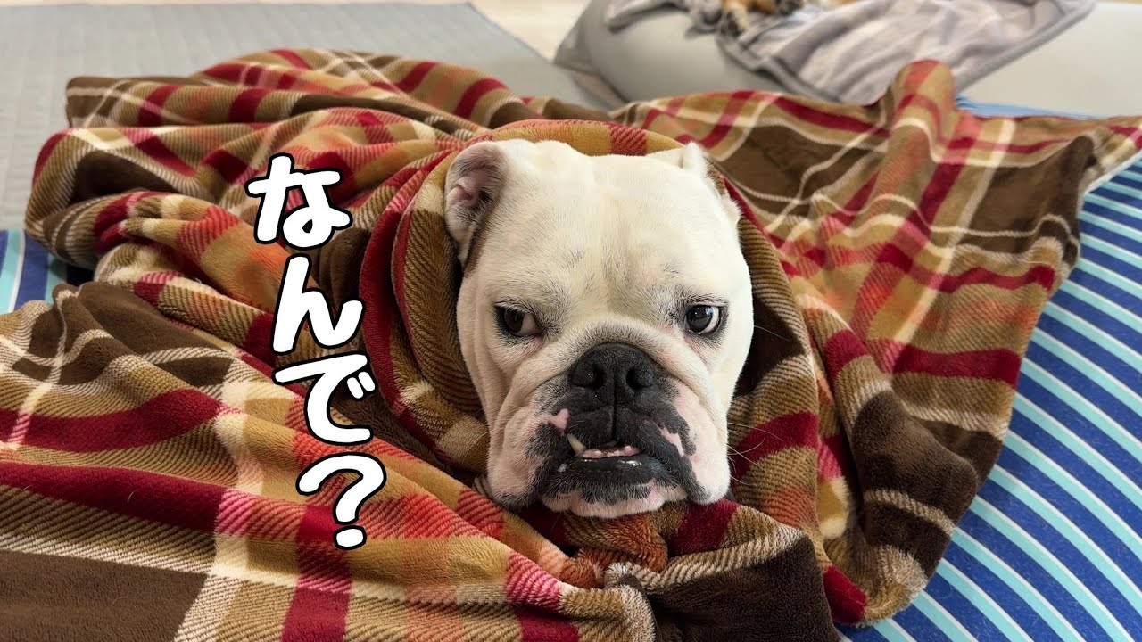 「咳が出ないように…」とパパの心遣いに不信感をぬぐえないブルドッグのまるこ…