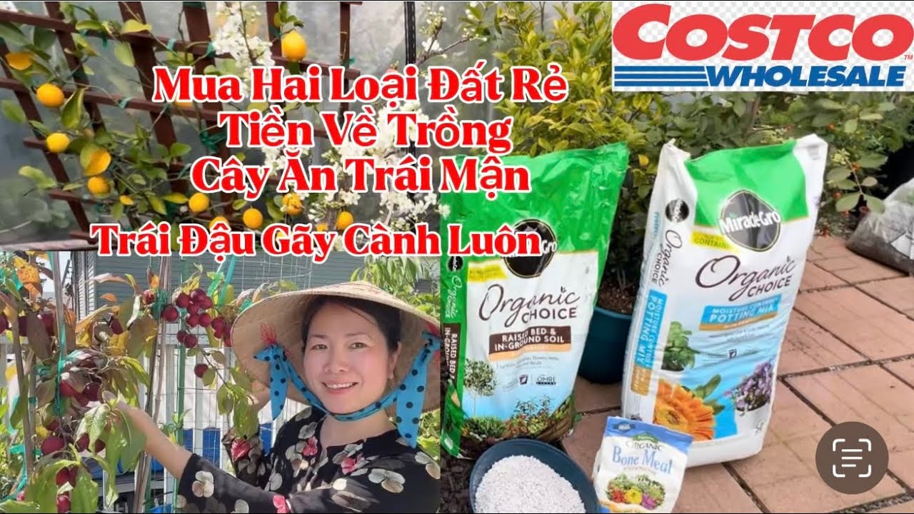Costco Mua Hai Loại Đất Về Trồng Mận, Cây Ăn Trái Đậu Trái Gãy Cành