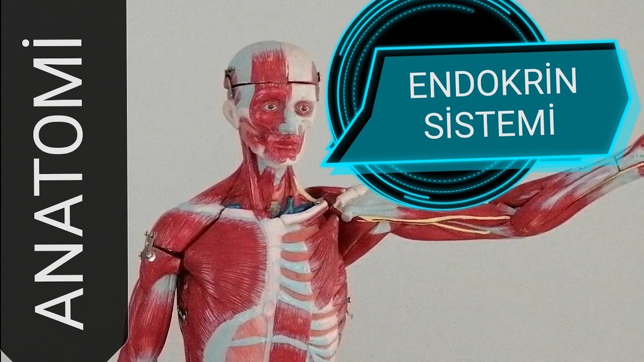 27-ANATOMİ FİZYOLOJİ ENDOKRİN SİSTEMİ