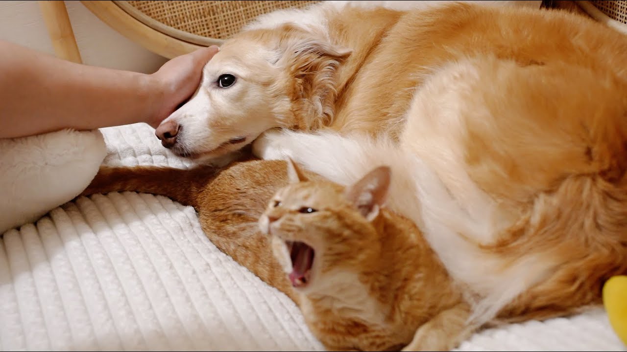 같이 잠자고 싶지 않은 강아지 1위로 뽑힌 브로콜리..(진짜 힘듦)