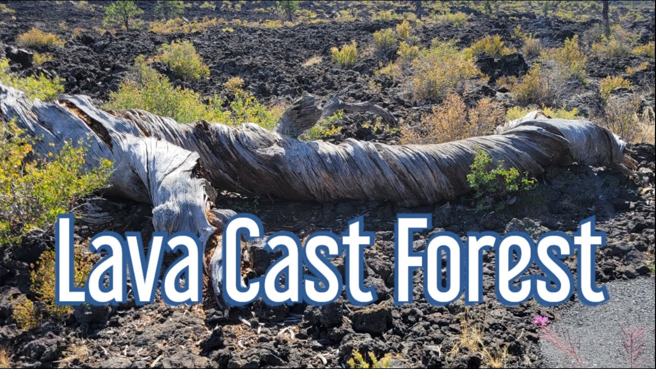 2023 #18   Lava Cast Forest