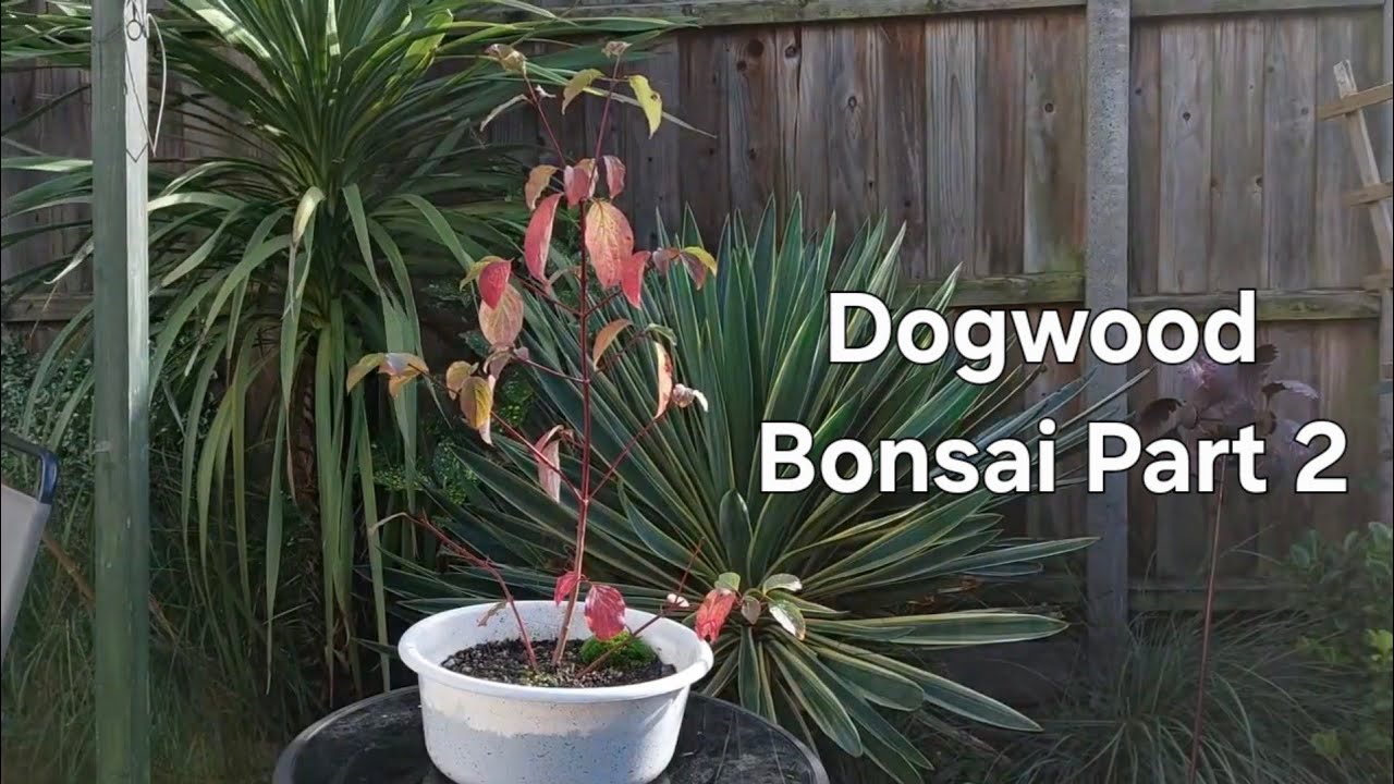 Dogwood Bonsai Progression Part 2