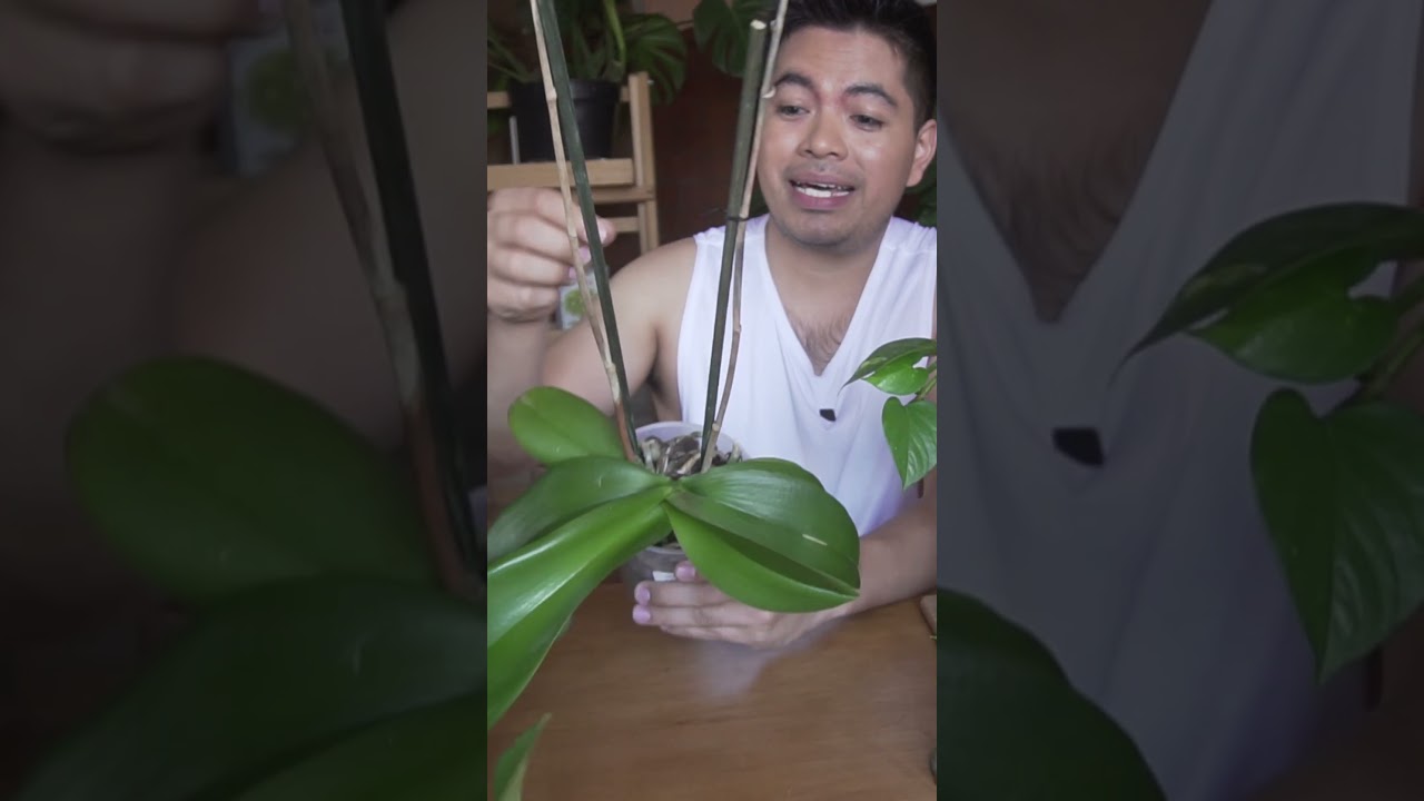 &iquest;Que debo hacer con la barra floral de la orqu&iacute;dea cuando pierde las flores? #shorts