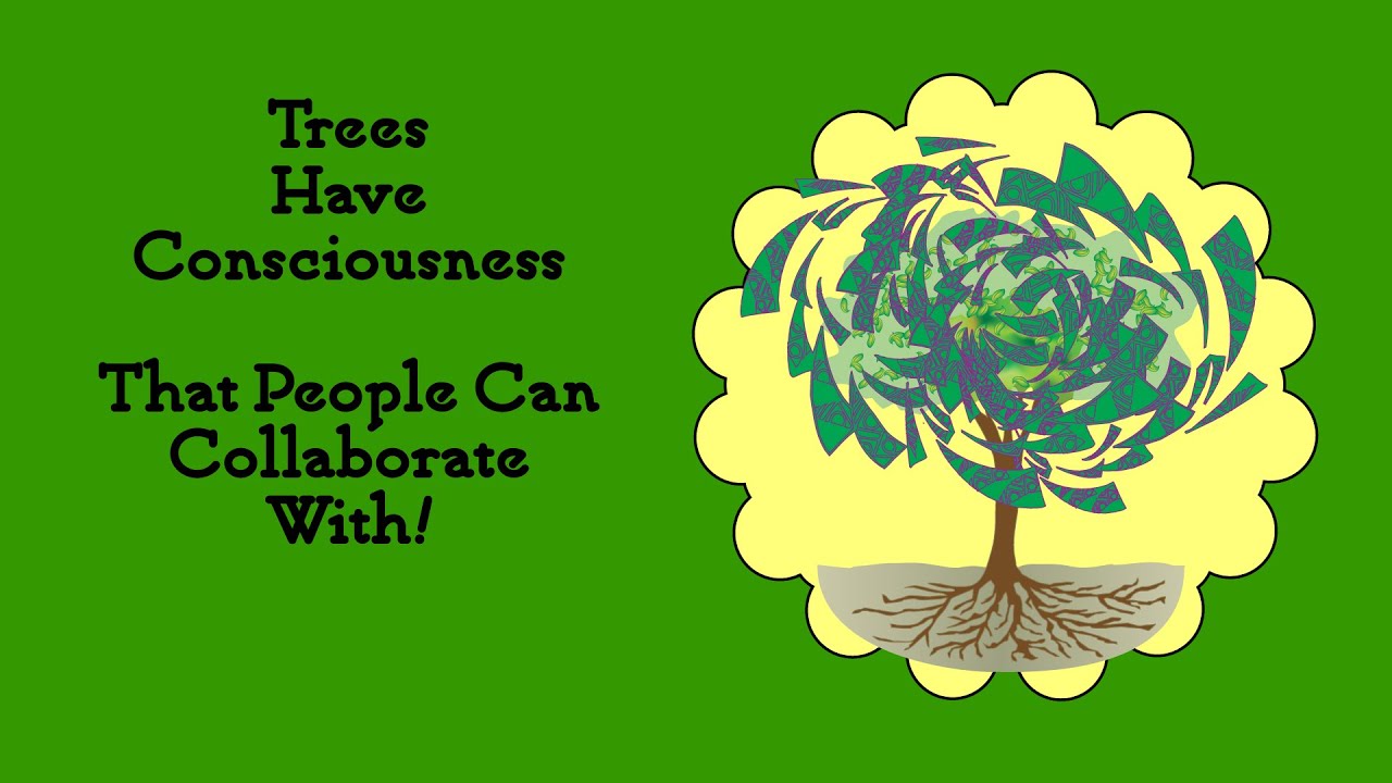 Trees Have Consciousness that People Can Collaborate With - The Tree Whisperer