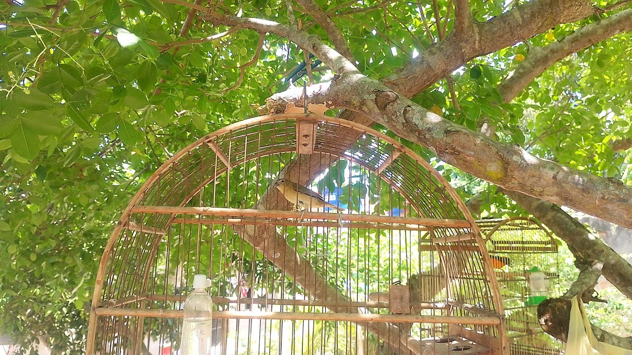 MUDEI O PAPA CAPIM DE GAIOLA 