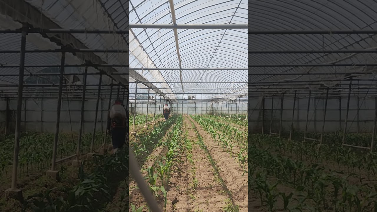 SSW Working in Japan 