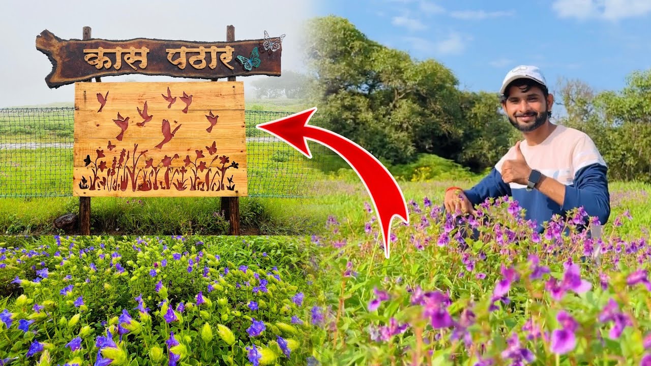 कास पठार.... सातारा 😍 Kaas Pathar Latest Video / kaas plateau / valley of flowers 
