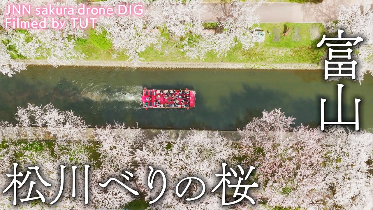 松川べりの桜 富山県富山市 【JNN sakuraドローンDIG】