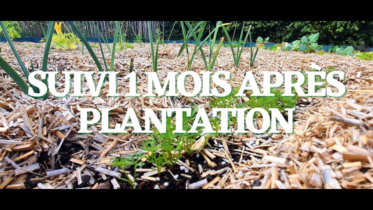 Suivi 1 mois potager sans effort 25m2