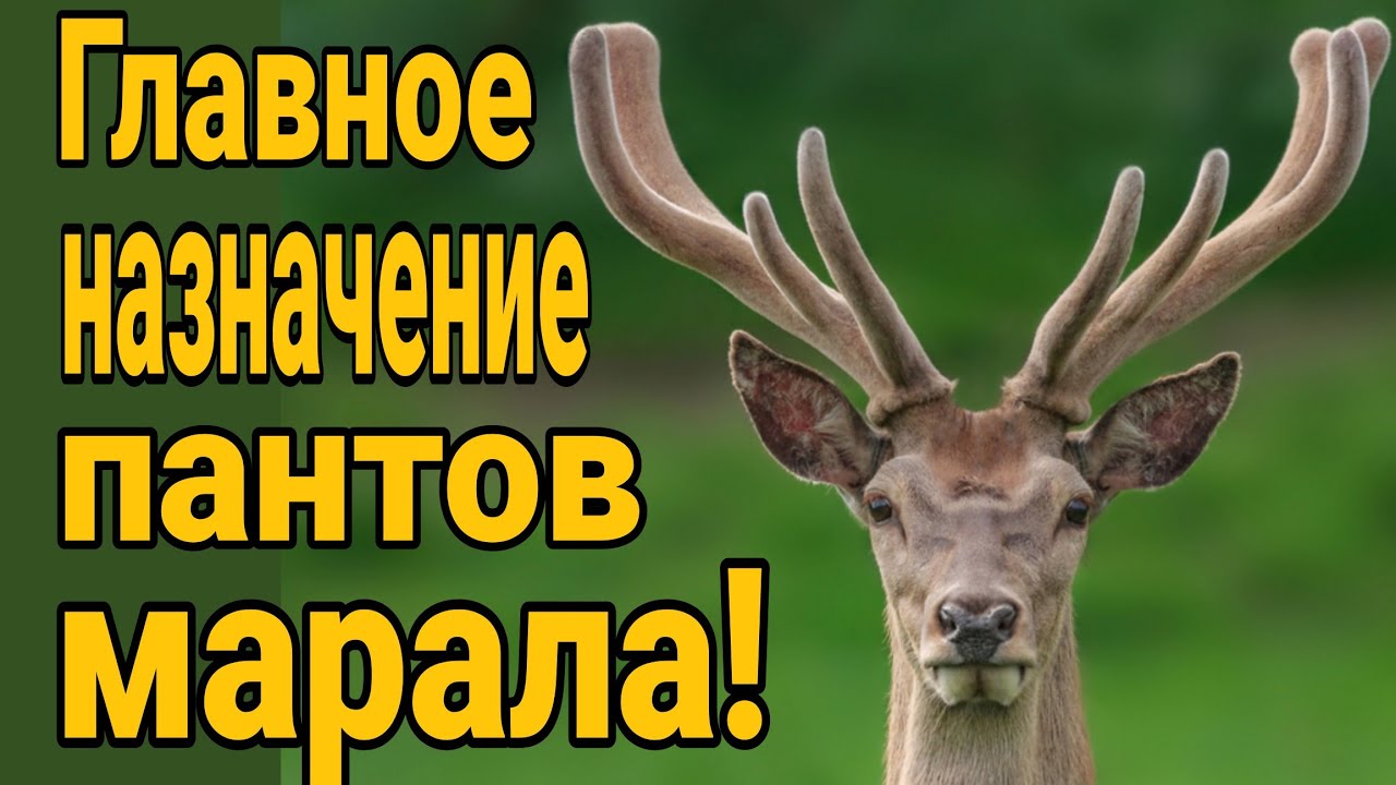 🔥 Вот так выглядят настоящие панты алтайского марала. Панты марала для мужчин. Купить панты марала.