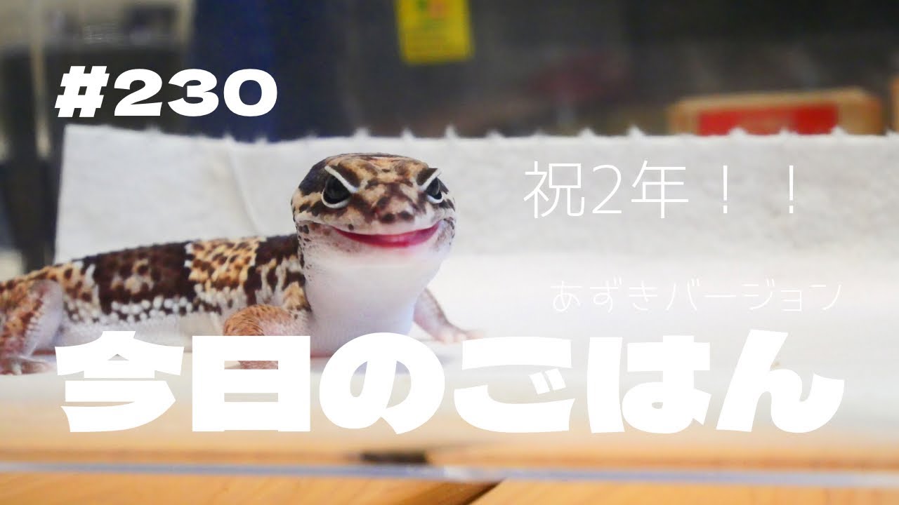 【ニシアフ】ウチに来て2年になりました。