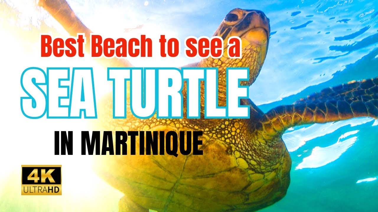 Where to spot SEA TURTLES in Martinique